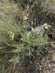 Astragalus reventiformis