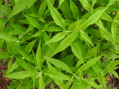Silene stellata