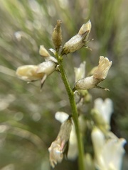 Astragalus reventiformis