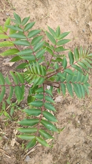 Zanthoxylum myriacanthum