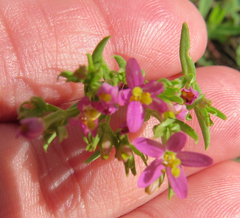 Centaurium pulchellum