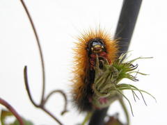 Rhodogastria similis