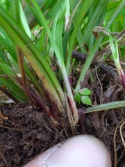 Carex austrocaroliniana