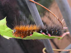 Rhodogastria similis