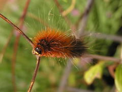 Rhodogastria similis