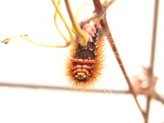 Rhodogastria similis