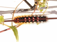 Rhodogastria similis