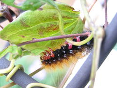 Rhodogastria similis