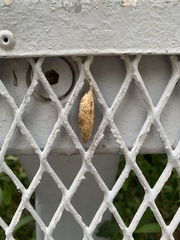 Lepidoptera