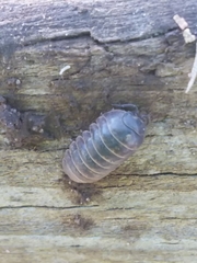 Armadillidium vulgare