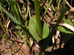 Disperis cardiophora