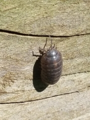 Armadillidium vulgare
