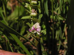 Disperis cardiophora