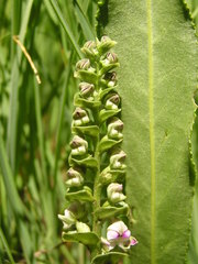 Disperis cardiophora