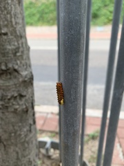 Trypanophora semihyalina