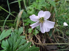 Geranium reptans