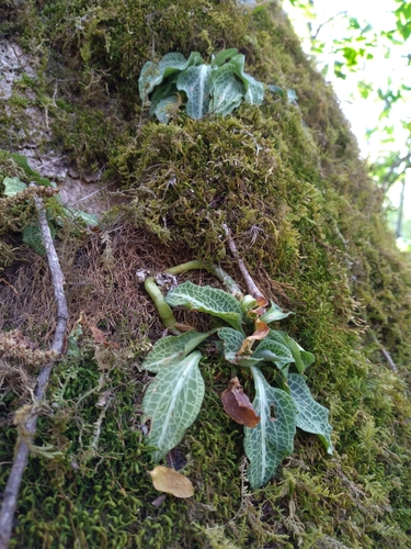 Downy rattlesnake plantain (Goodyera pubescens)