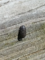 Armadillidium vulgare