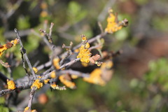 Cerococcus quercus