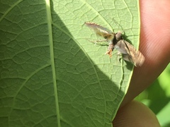 Grapholita tristrigana