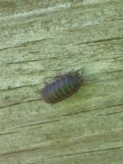 Armadillidium vulgare