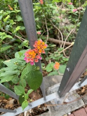 Lantana camara