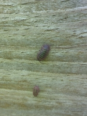 Armadillidium vulgare
