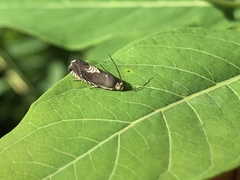 Grapholita tristrigana