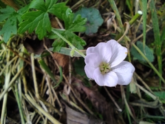 Geranium reptans