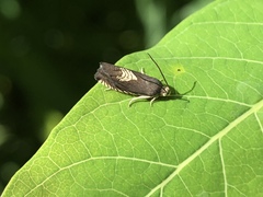 Grapholita tristrigana