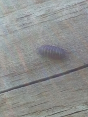 Armadillidium vulgare