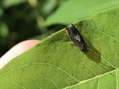 Grapholita tristrigana