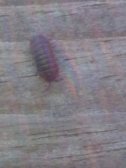 Armadillidium vulgare