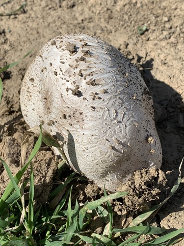 Western Giant Puffball