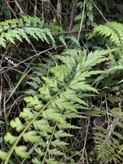 Asplenium praemorsum