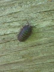 Armadillidium vulgare