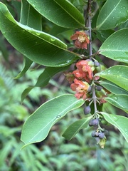 Cratoxylum cochinchinense