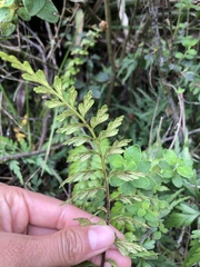 Asplenium praemorsum