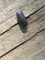Armadillidium vulgare