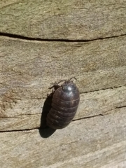 Armadillidium vulgare