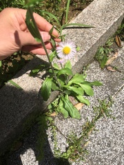 Erigeron philadelphicus