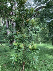 Tristaniopsis merguensis