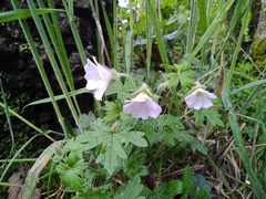 Geranium reptans
