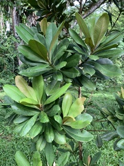 Tristaniopsis merguensis