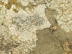 Lecanora oreinoides