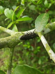Polycesta elata
