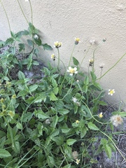 Tridax procumbens image