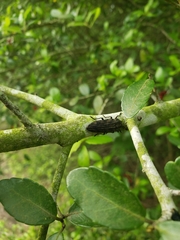 Polycesta elata
