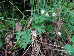 Geranium reptans