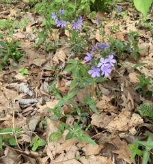Phlox divaricata
